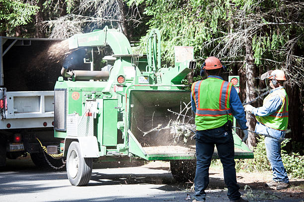 Best Tree Mulching  in Bend, OR